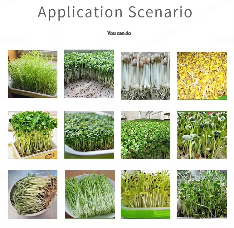 Seed Germination inside chamber